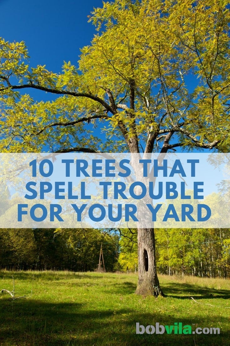 10 Trees That Spell Trouble for Your Yard