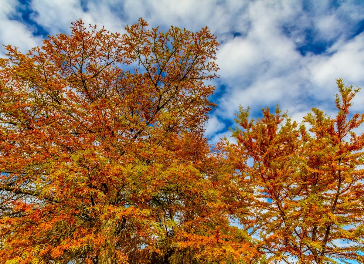 The Best Trees to Plant for Fall Foliage