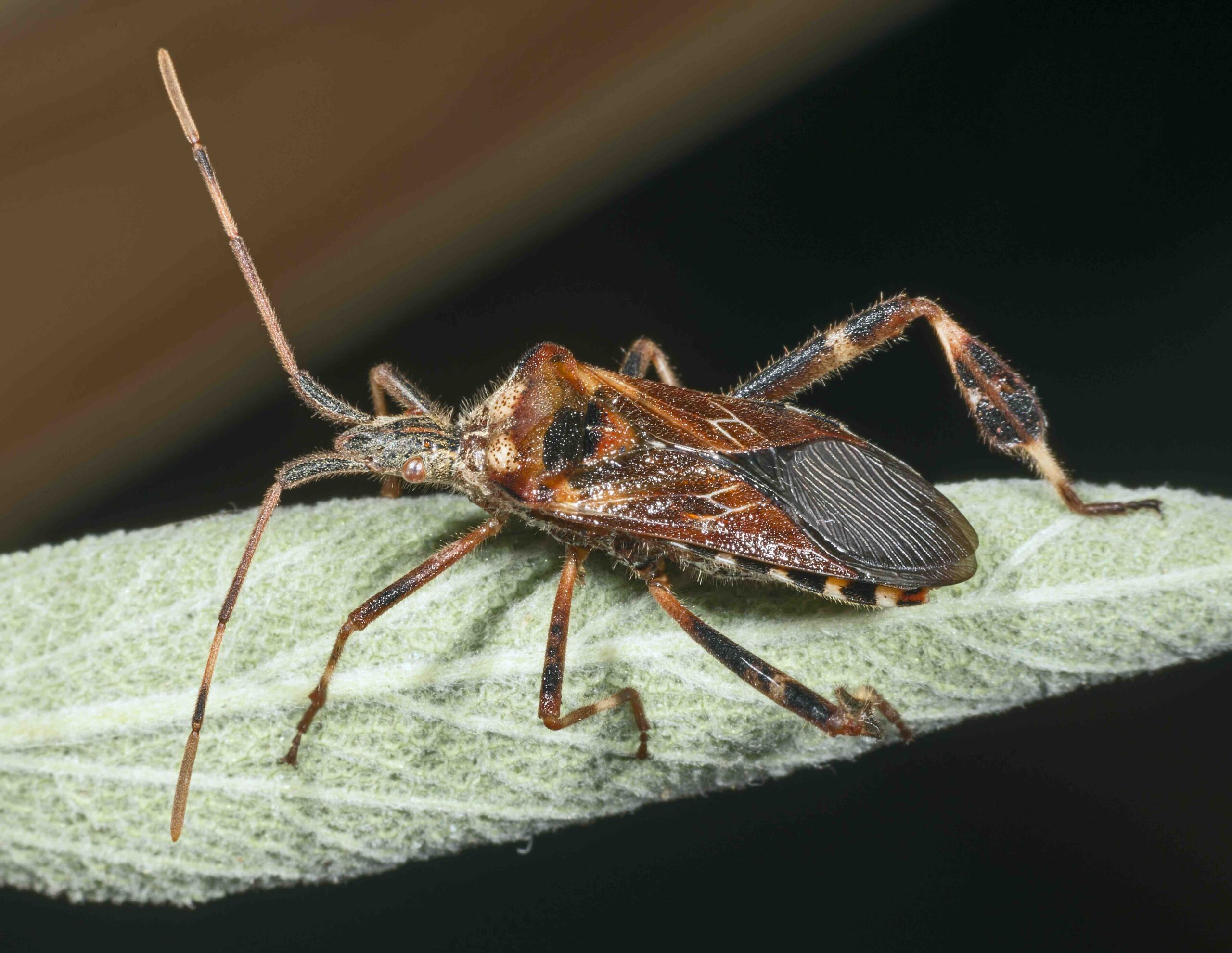 Western conifer seed bug