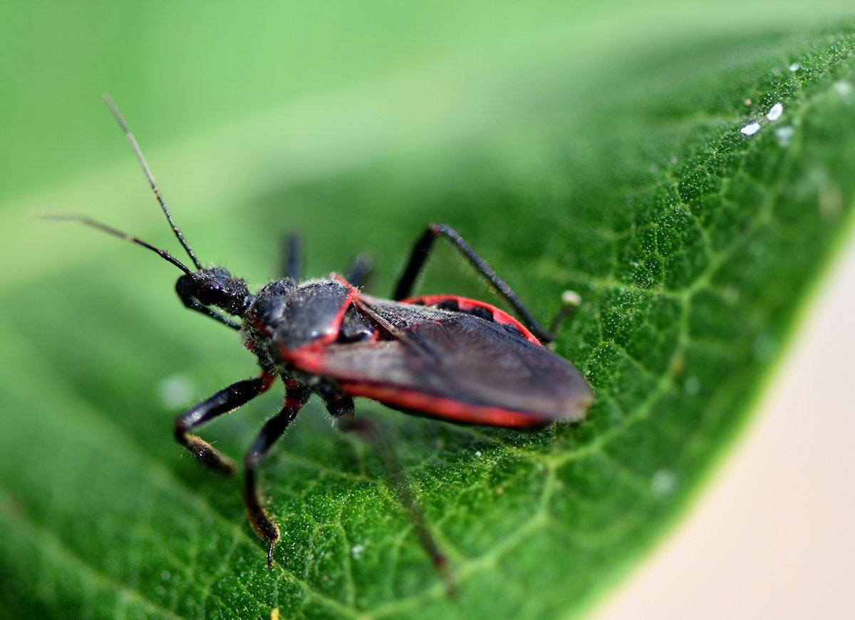 Beware of These 14 Pests That Only Come Out at Night