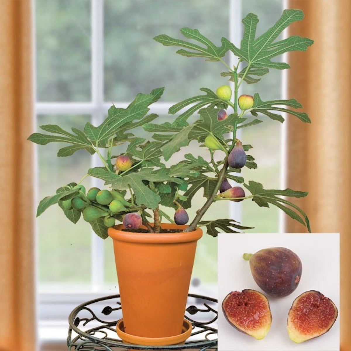 10 Indoor Fruit Trees You Can Grow at Home Year-Round