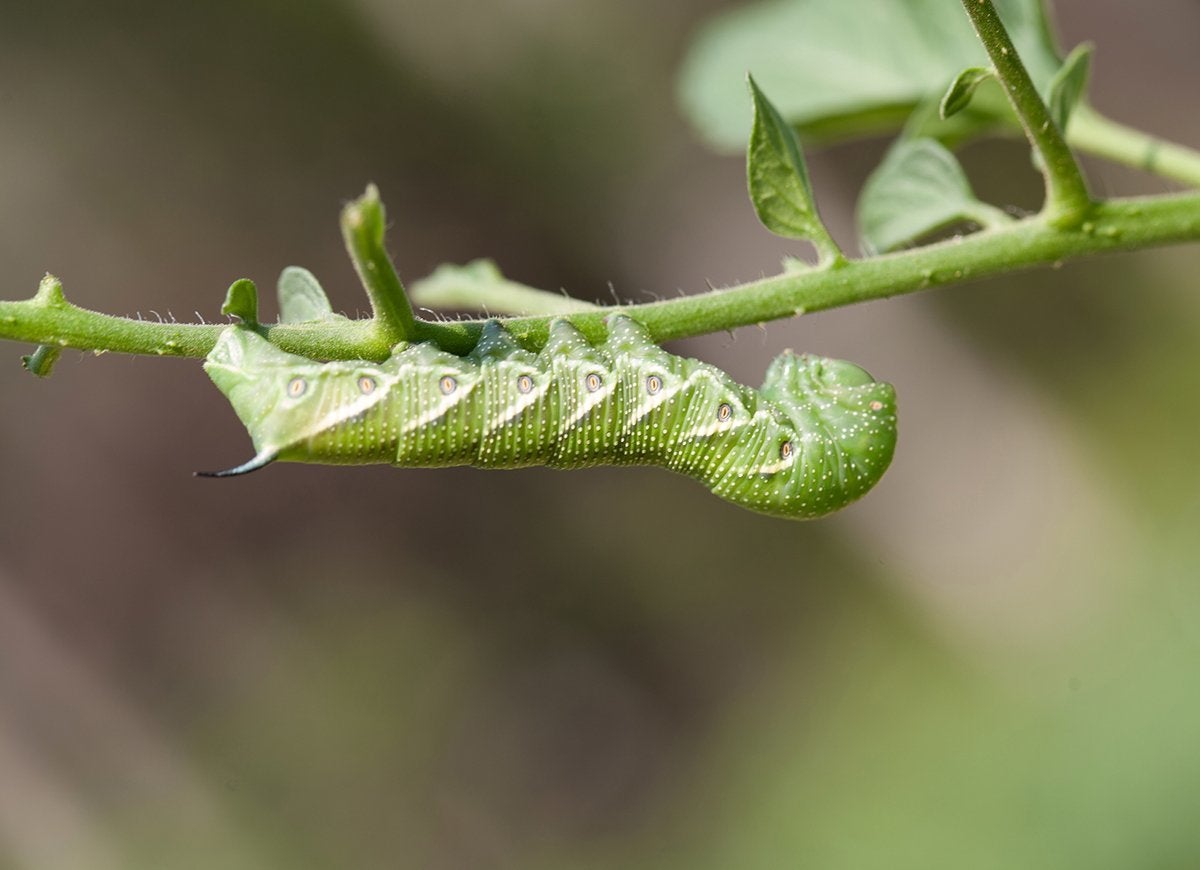 20 Tips for Keeping All Critters Out of Your Yard and Garden