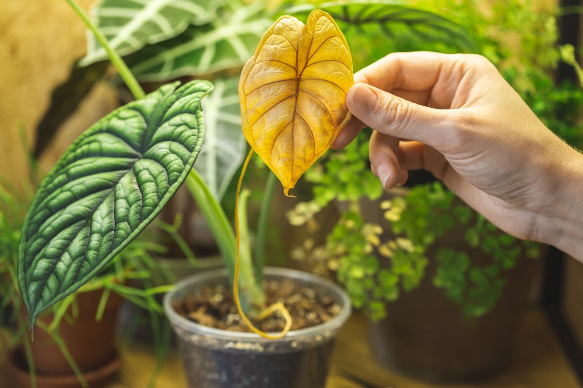 How to Help Your Houseplants Survive the Winter