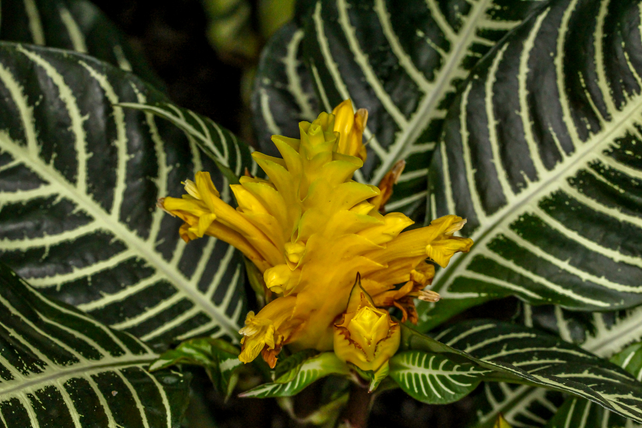 Aphelandra squarrosa