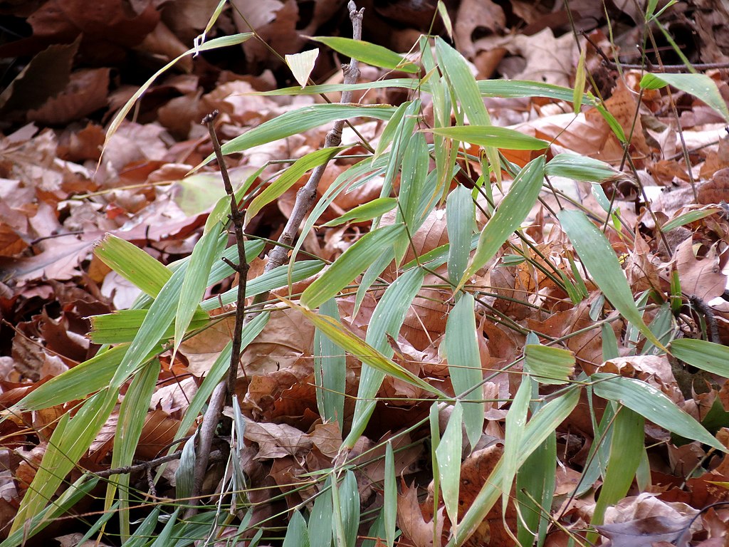 Wikpedia Japanese Stiltgrass 1024px-Japanese_Stiltgrass