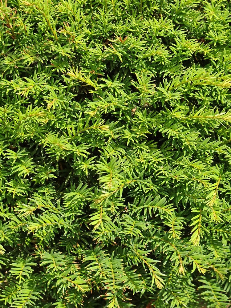 14 Best Plants for Under Trees