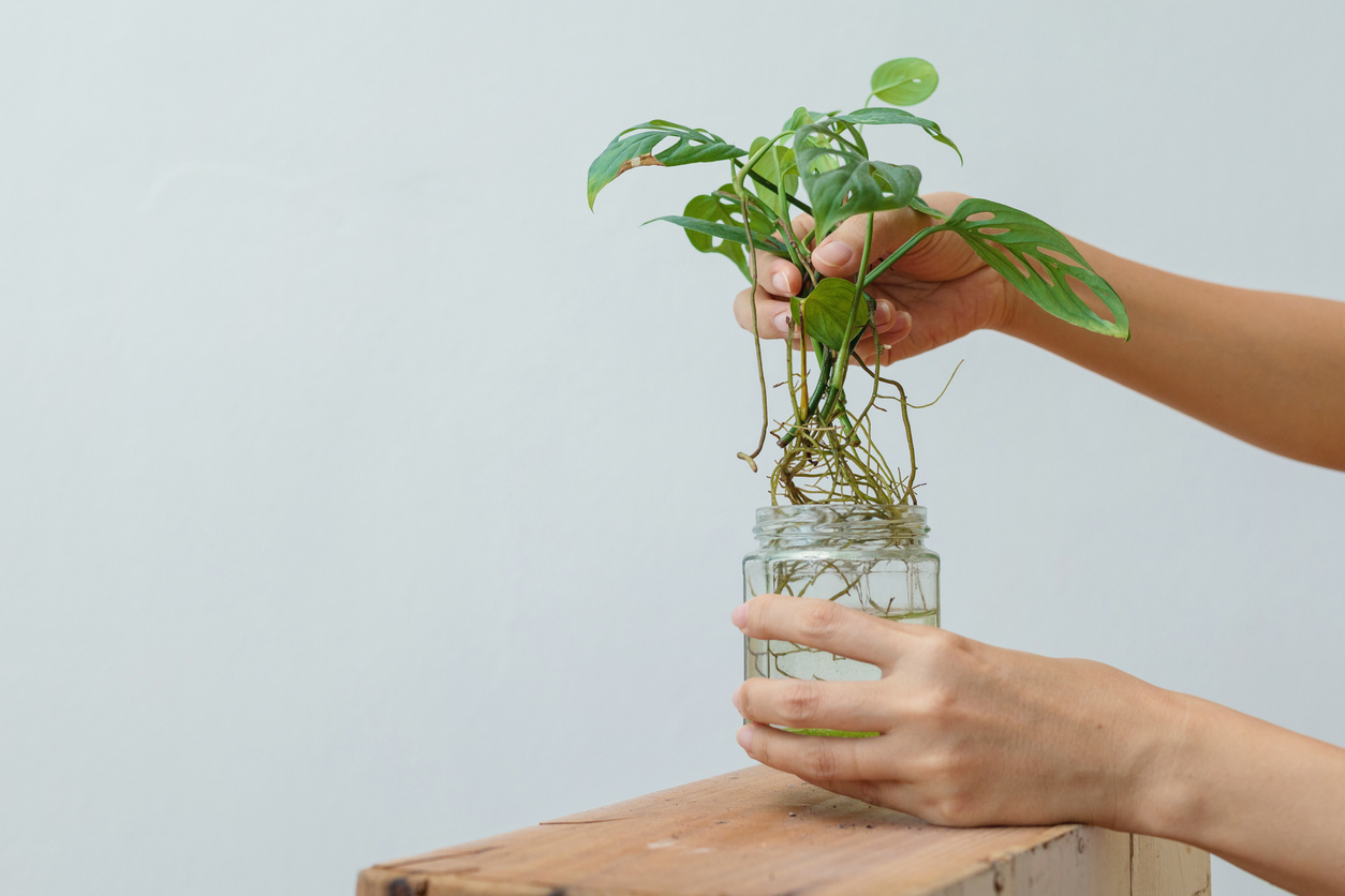 Repotting houseplants, water propagation mini monstera plant