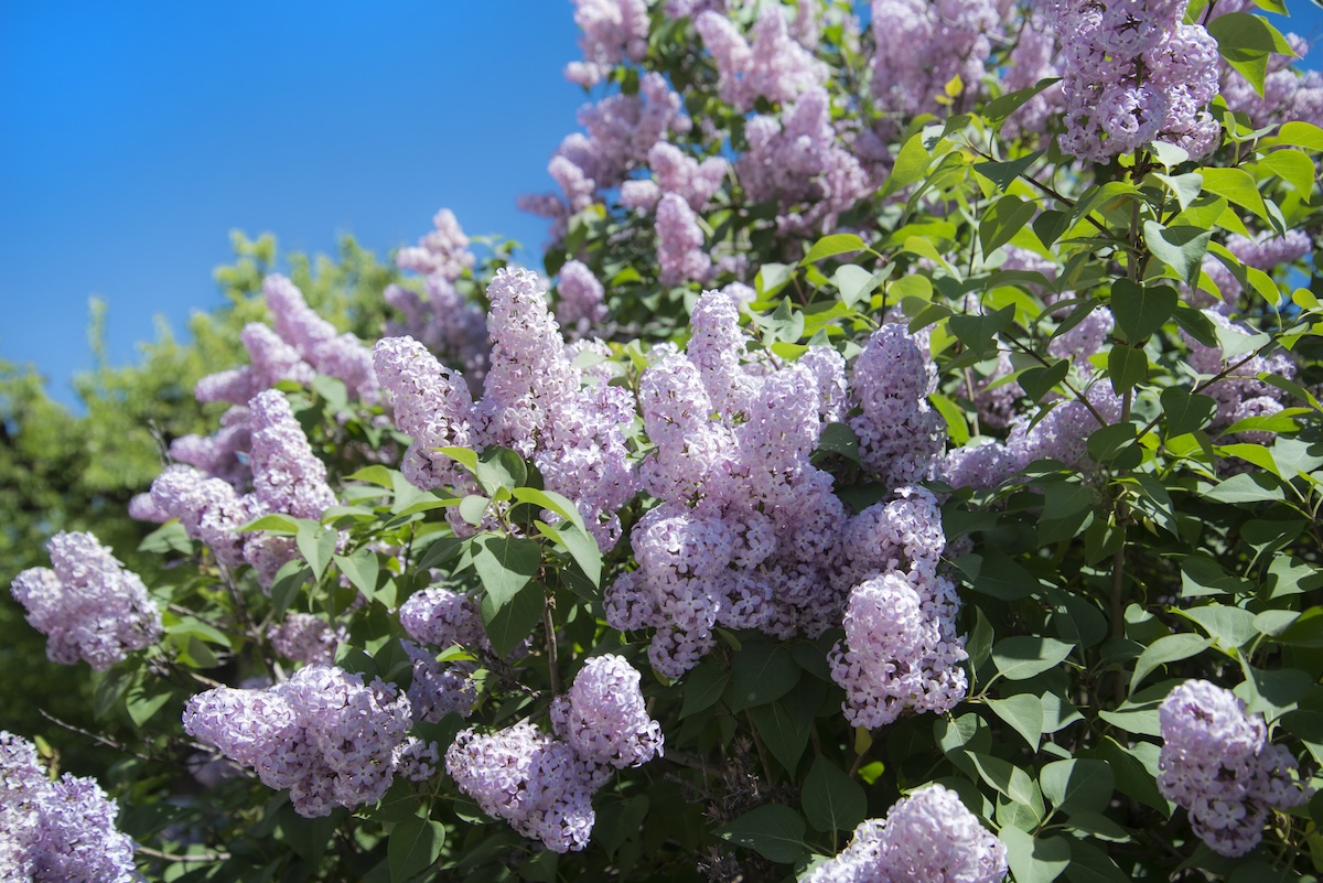 Purple lilac bush blossoming on sunny day.