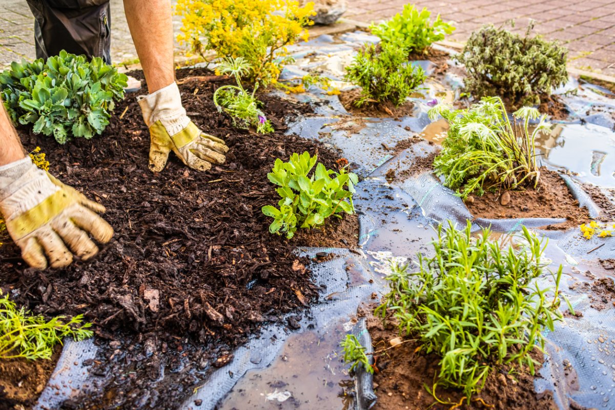 Hands-wearing-garden-gloves-spread-mulch-on-top-of-garden-fabric.