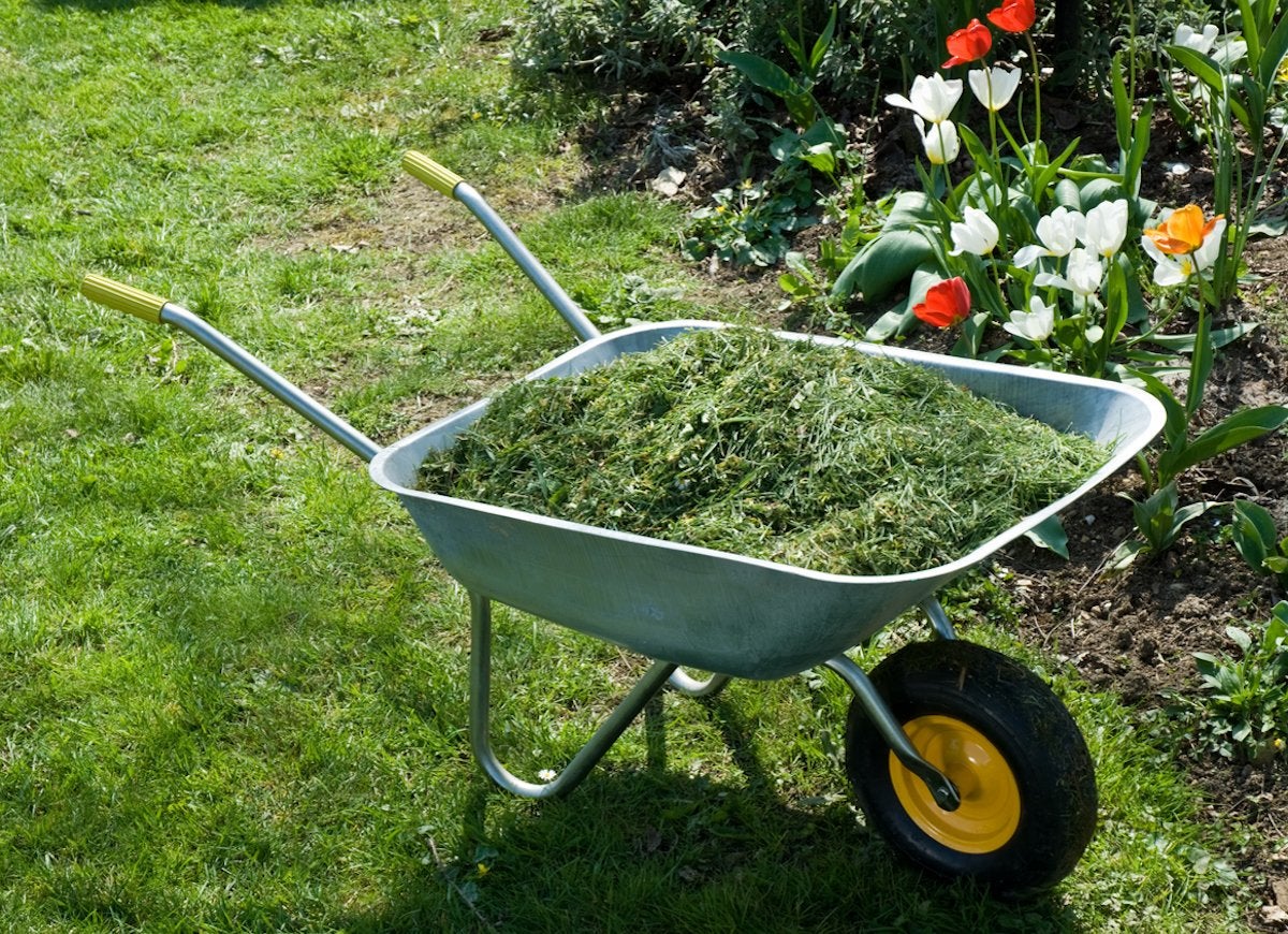 The Best Things You Can Do for Your Lawn