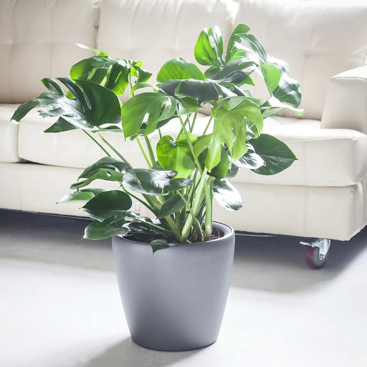 Monstera deliciosa plant in gray pot