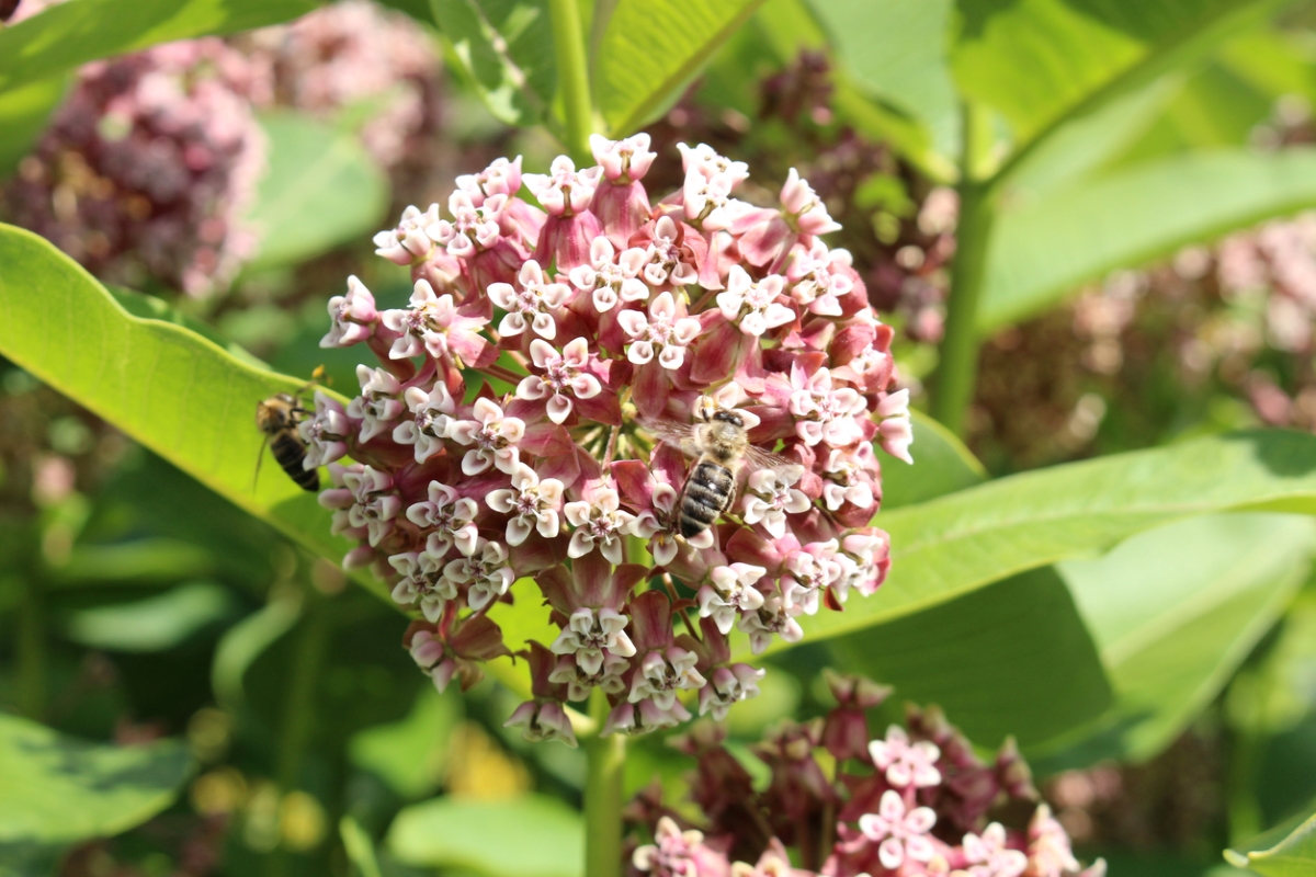 fleurs qui attirent les abeilles - abeille sur un groupe de fleurs d'asclépiade