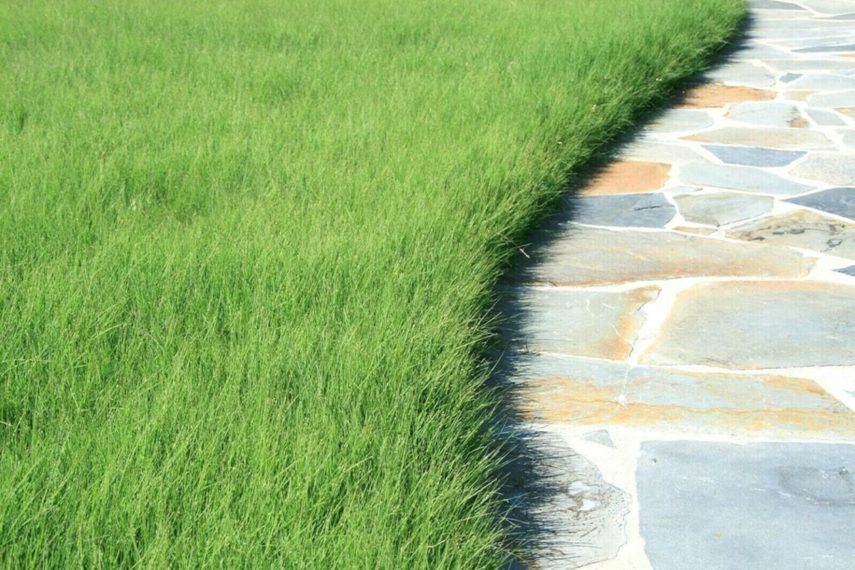 A lush, well-edged buffalo grass lawn follows the contours of a winding stone sidewalk.