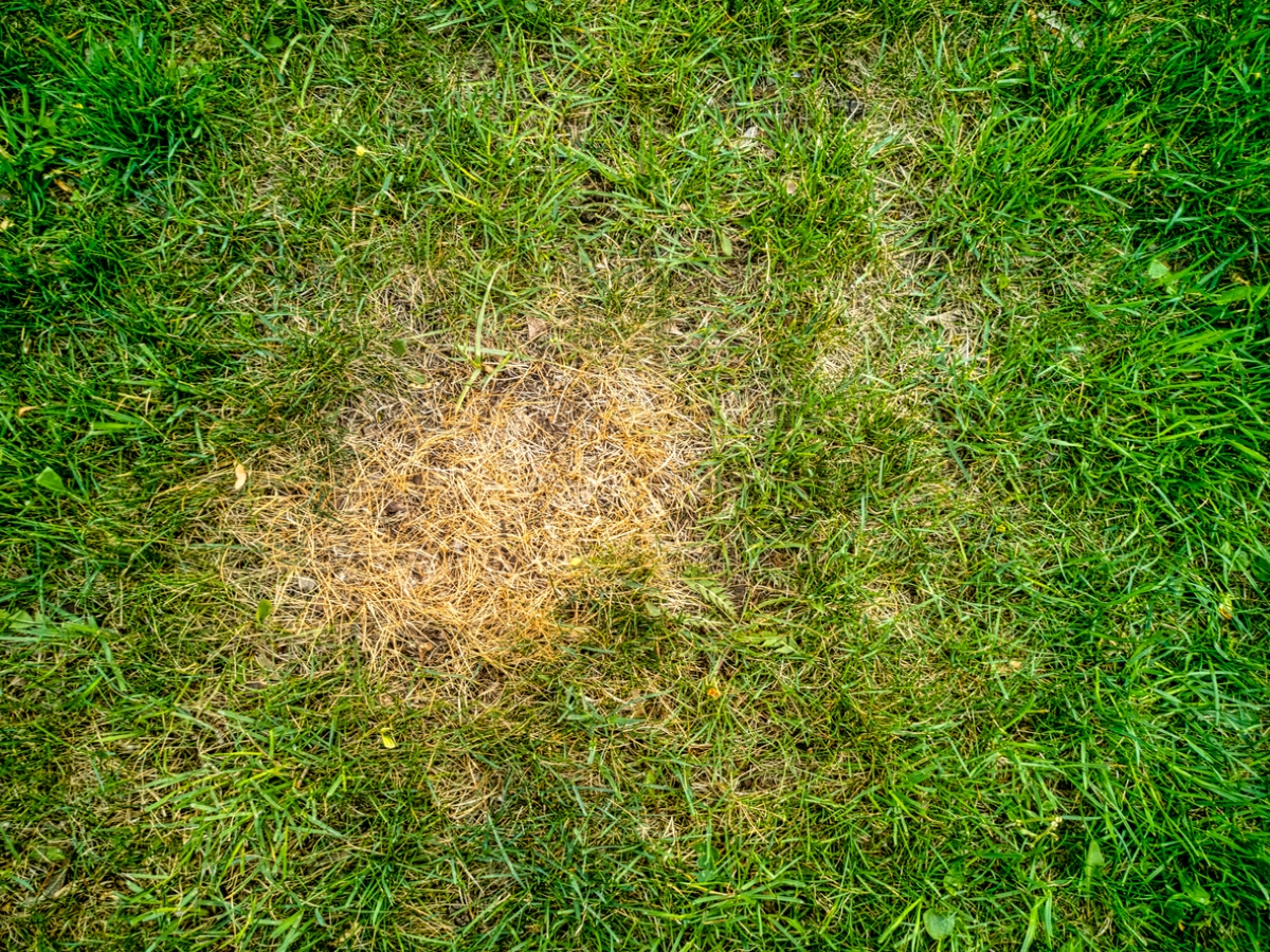 Brown spot in lawn