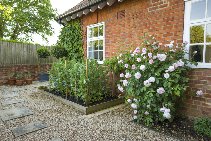 jardin-de-poche-petit-potager-devant-la-fenêtre-d'une-maison-en-briques-avec-un-rosier-à-proximité