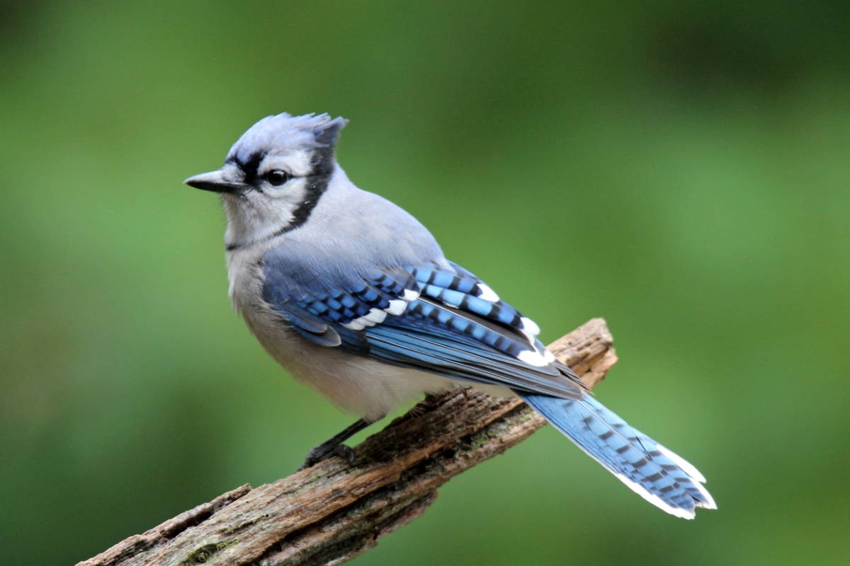 Blue Jay bird