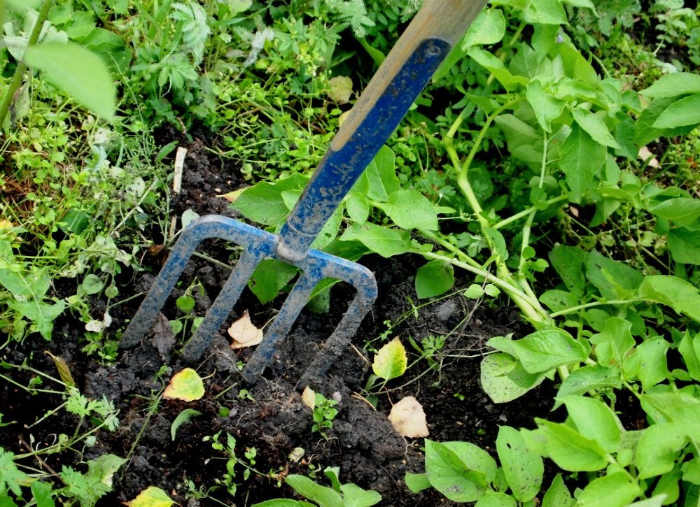 19 “Zero Dollar” Garden Hacks