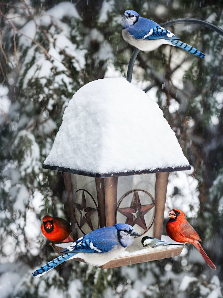 25 façons de profiter de votre jardin cet hiver