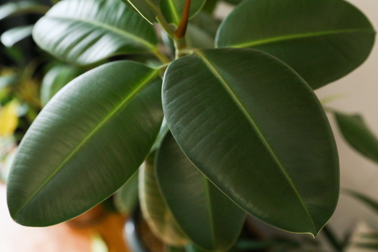 low light house plants rubber plant green leaves