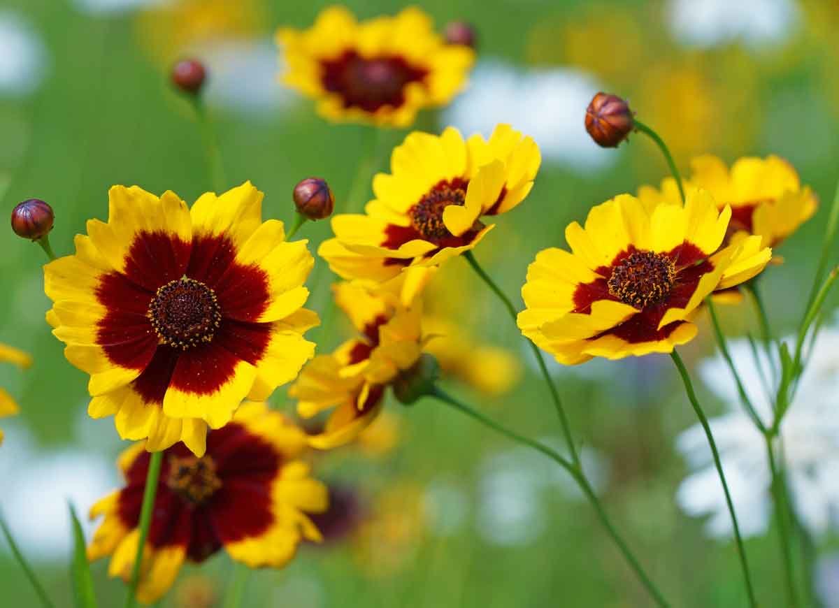 14 Long-Lasting Flowers for Your Yard