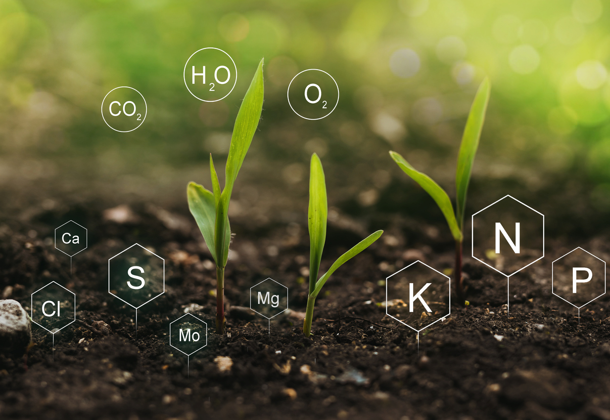 what is blood meal green sprouts growing in soil elements nutrients