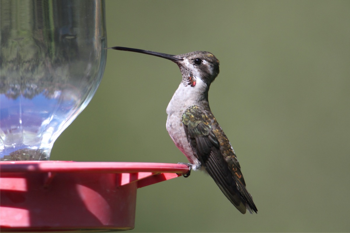 types de colibris