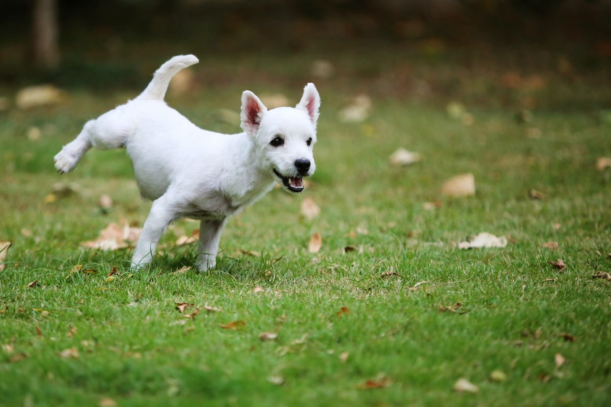 Small white terrier dog peeing on green grass in backyard.