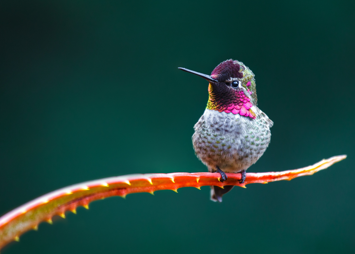 Hummingbird Facts