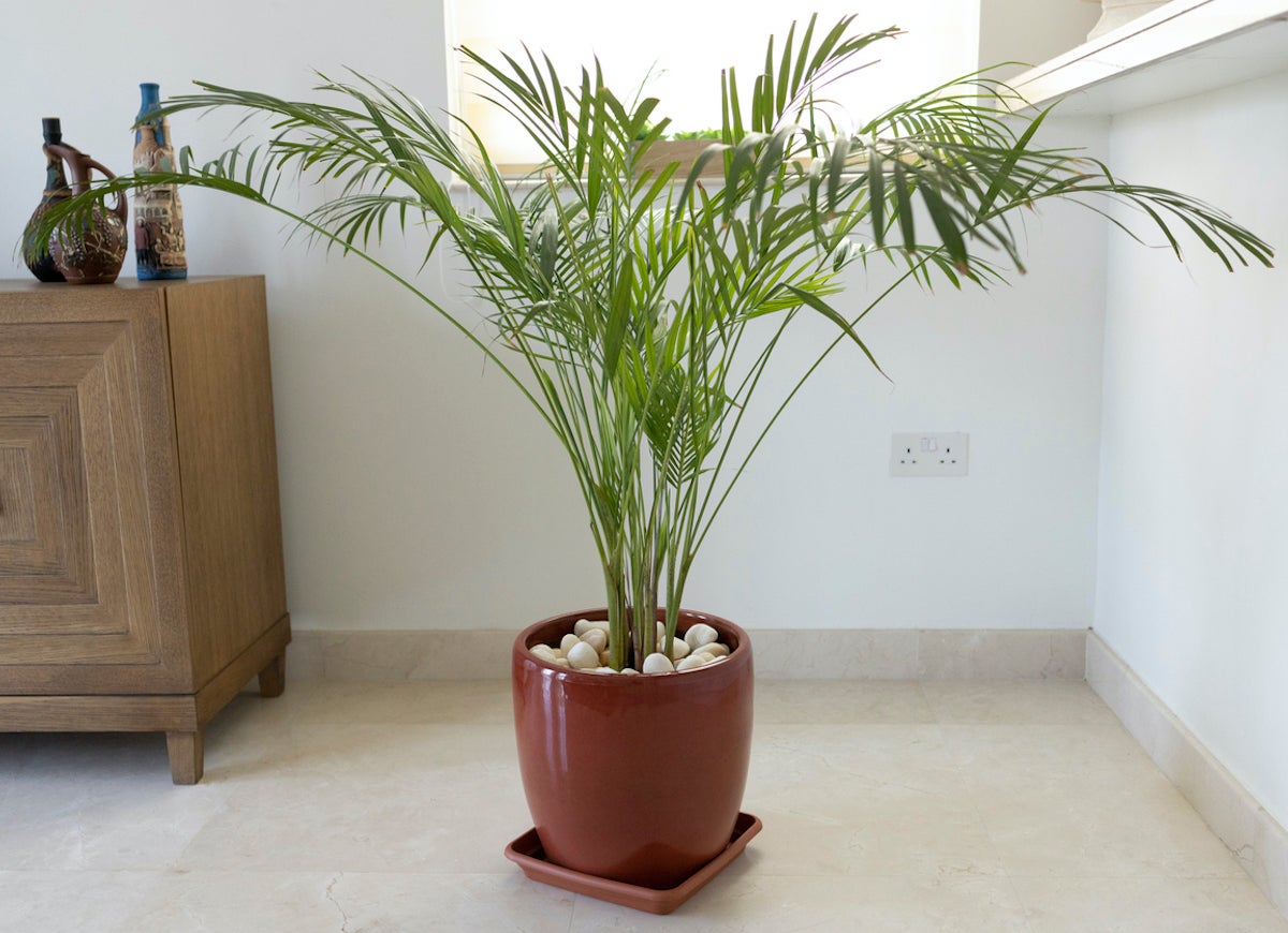 10 Low-Maintenance Houseplants to Keep Indoor Air Fresh