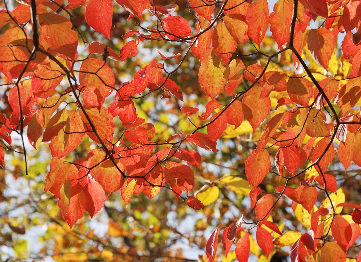 The Best Trees to Plant for Fall Foliage