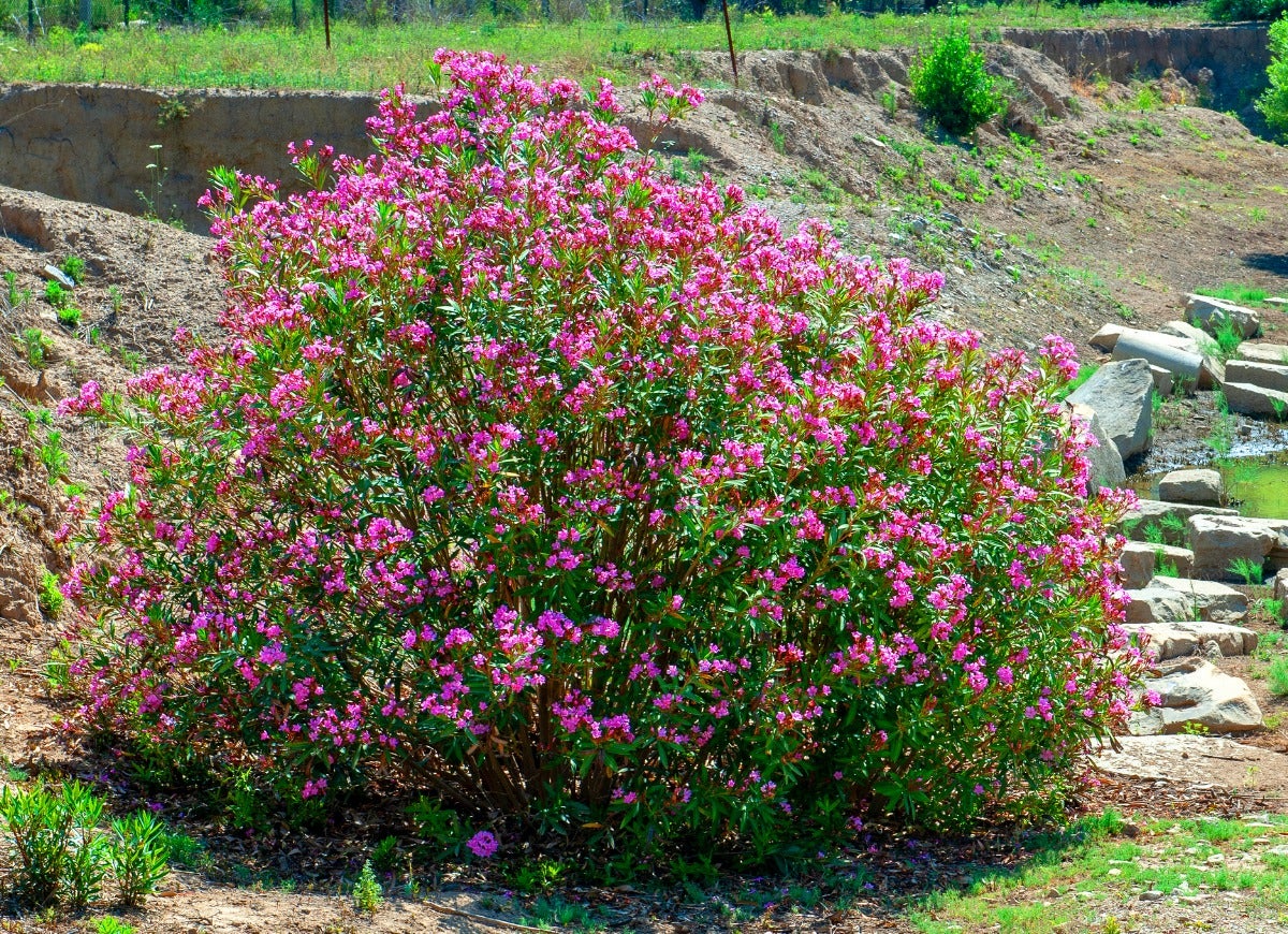 Un grand arbuste de laurier-rose aux fleurs roses en plein soleil.