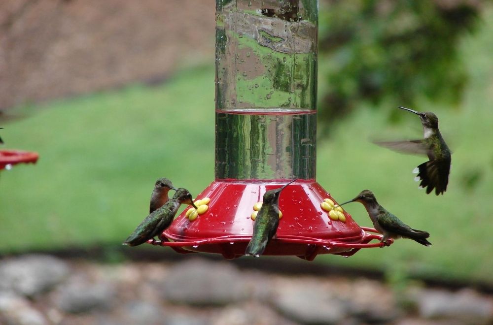 Solved! Where Hummingbirds Live All Year Long