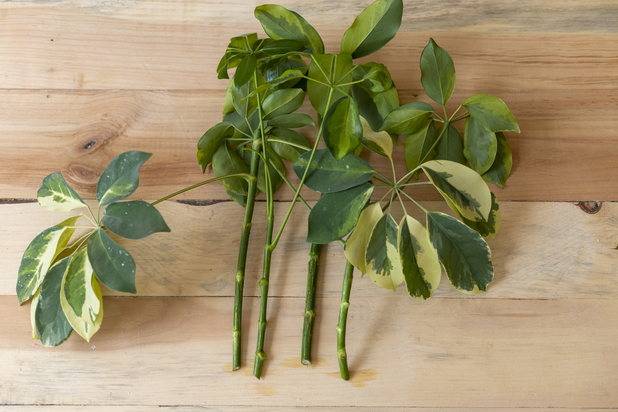 boutures de soins pour plantes parapluie pour la propagation