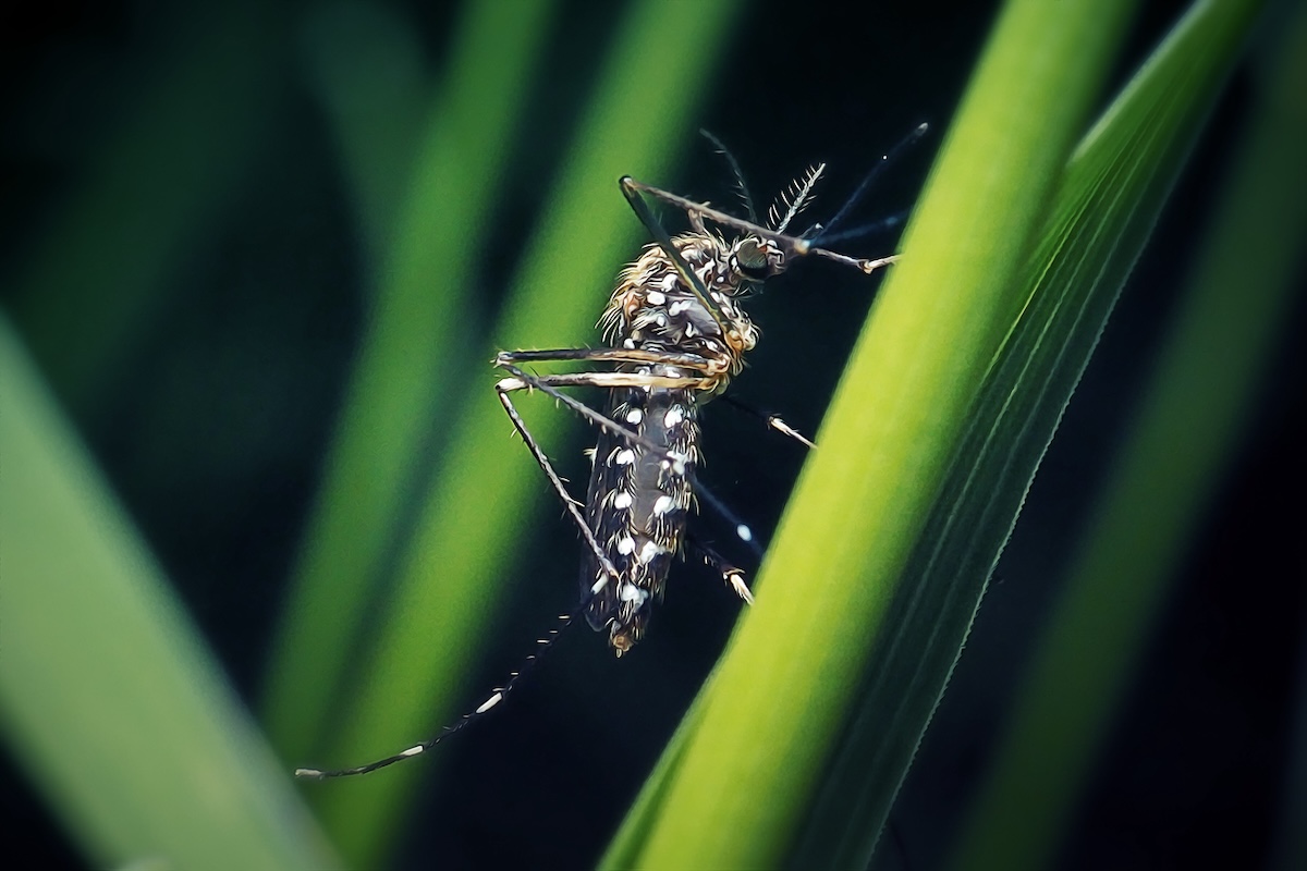 Close-up of mosquito landed on a plant.