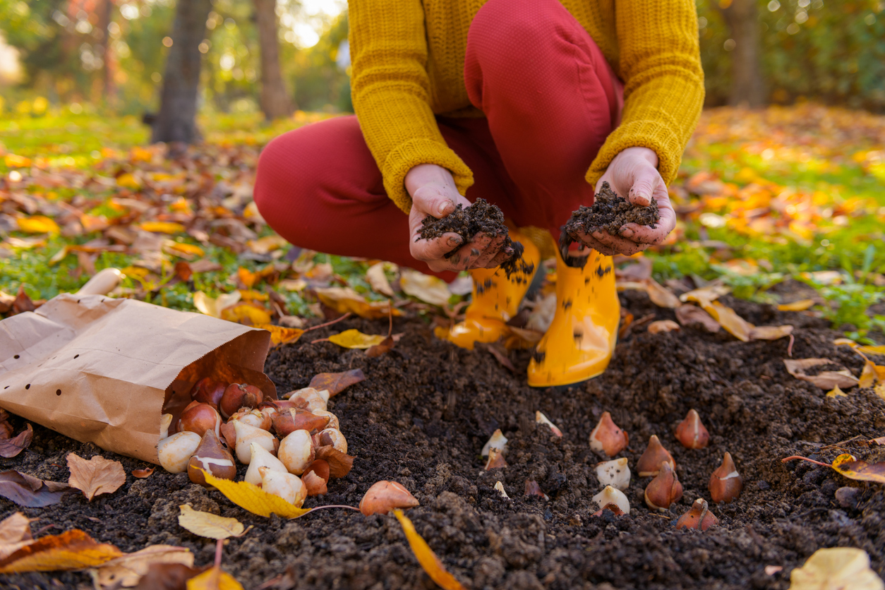 Femme plantant des bulbes de tulipes dans une plate-bande par un bel après-midi d'automne ensoleillé. Culture de tulipes. Arrière-plan des travaux de jardinage d'automne.