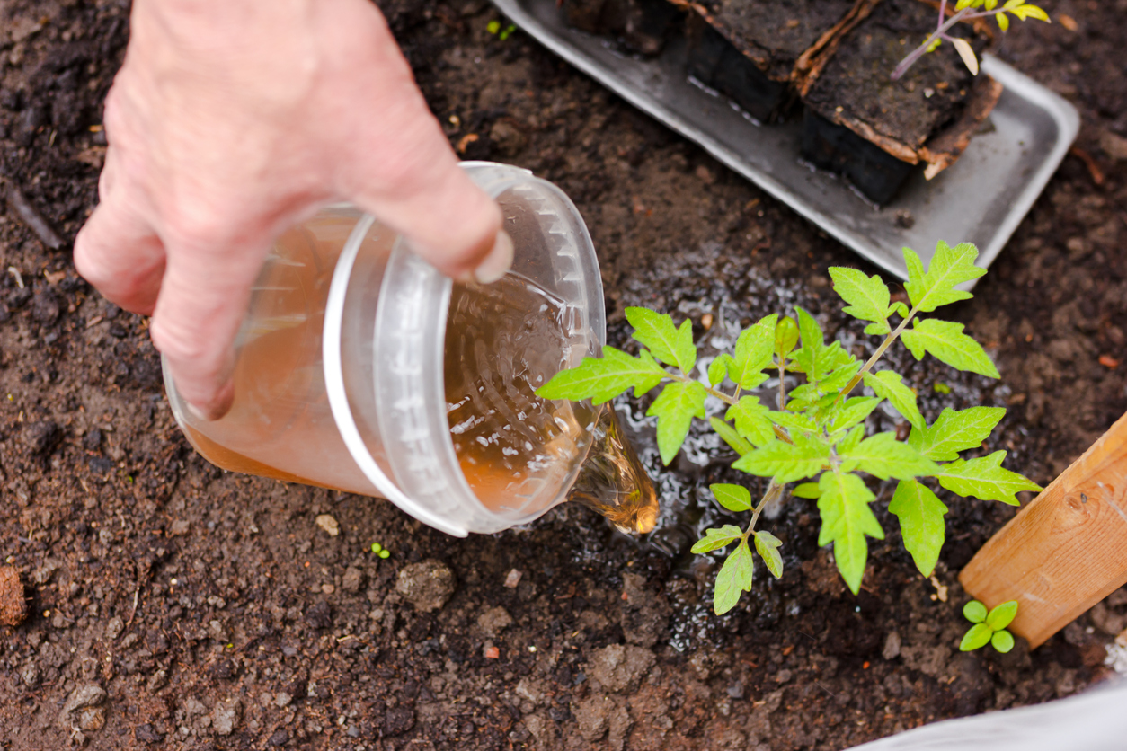 a man's hand fertilizes the tomato bushes in the greenhouse