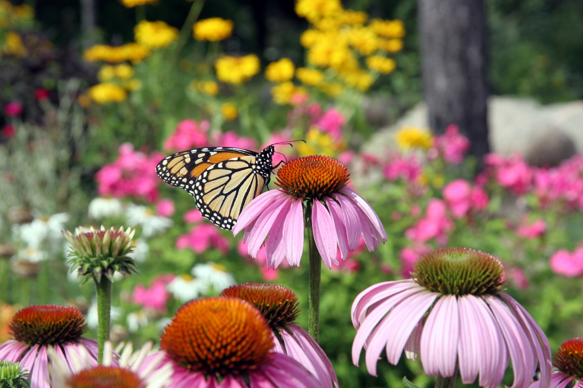 Monarch butterfly on pink coneflower in garden.