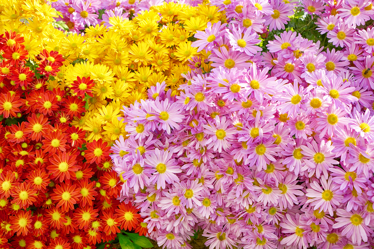 chrysanthèmes d'automne