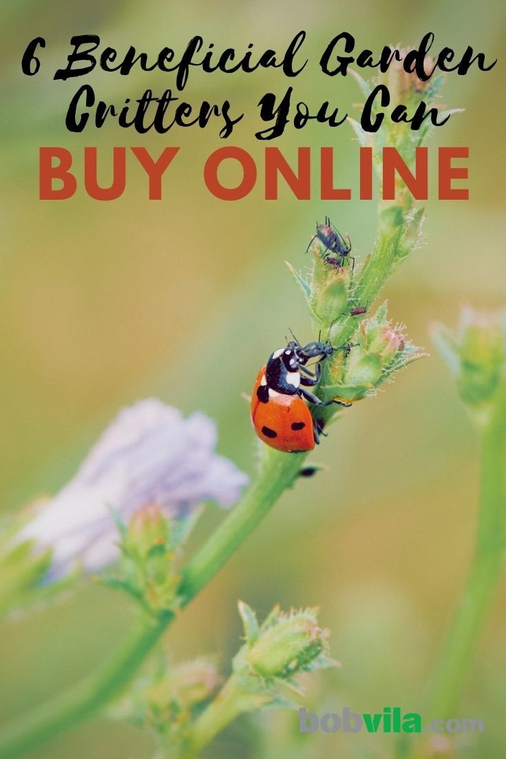 6 Beneficial Garden Critters You Can Buy Online