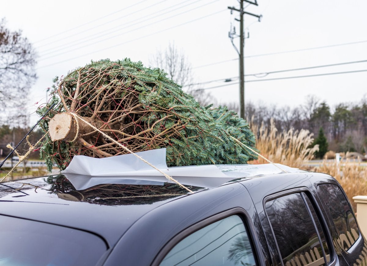 10 Things You Should Know Before You Cut Down Your Own Christmas Tree