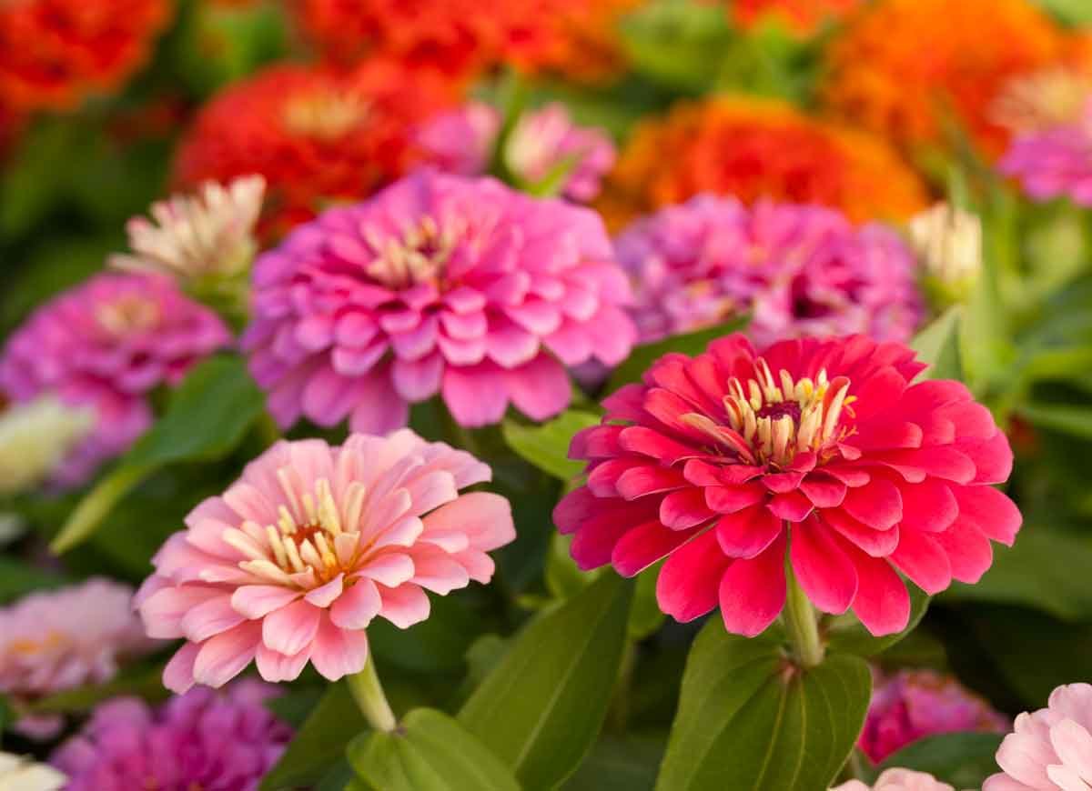 14 Long-Lasting Flowers for Your Yard