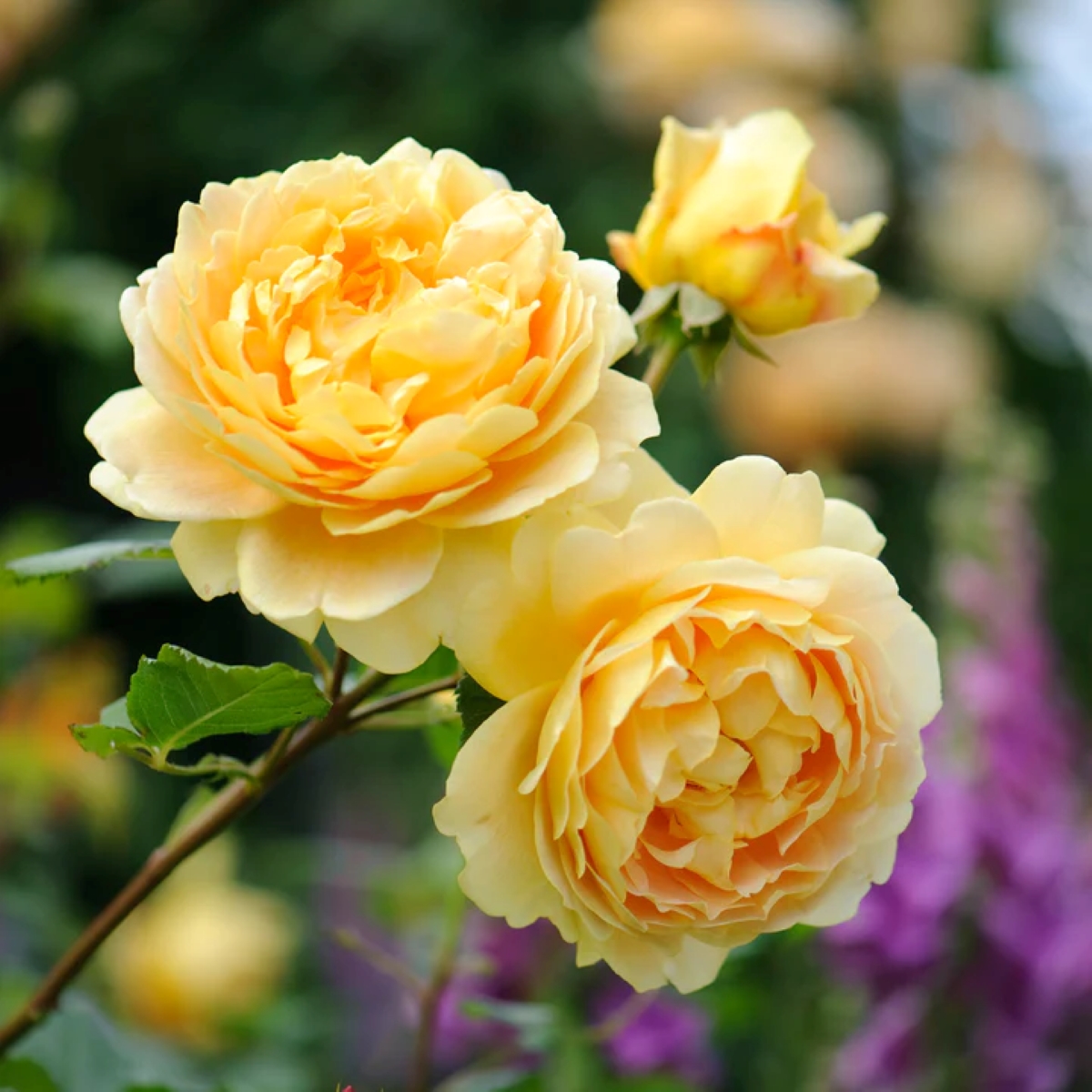 Multiple yellow rose blooms.