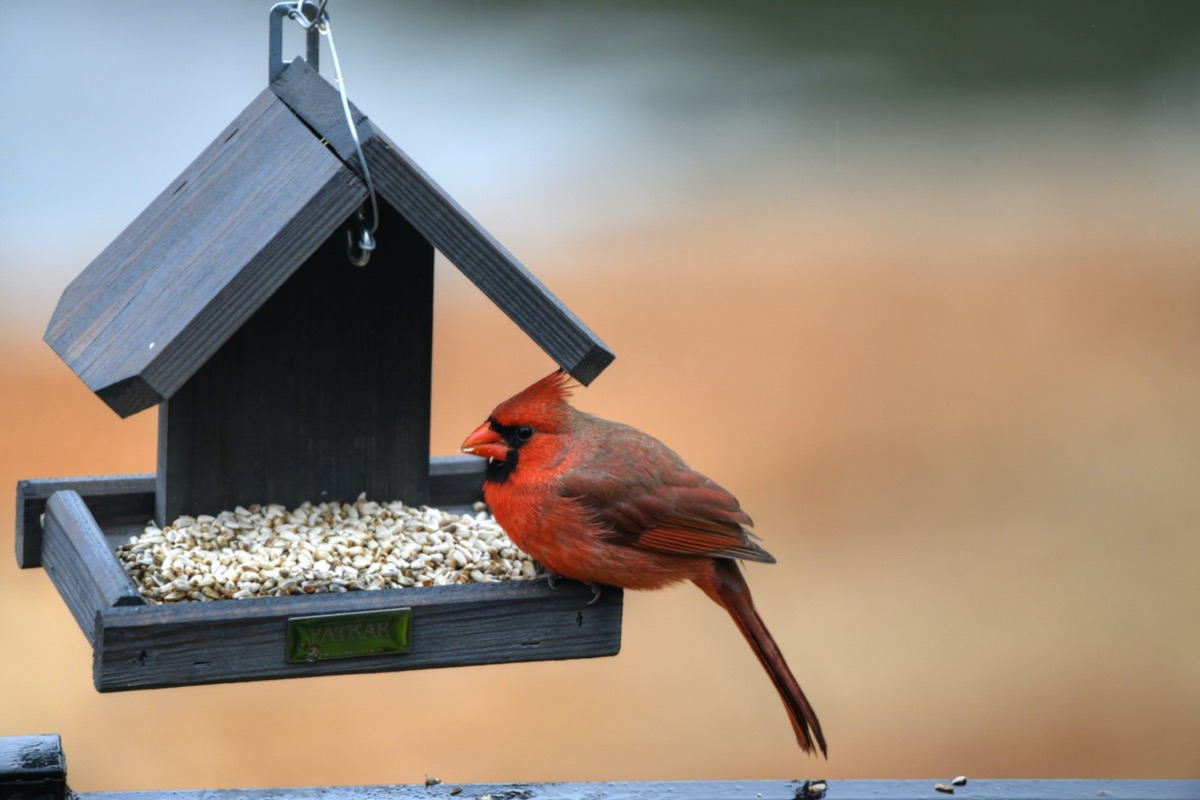 comment attirer les cardinaux