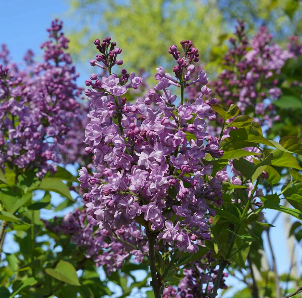 lilac varieties