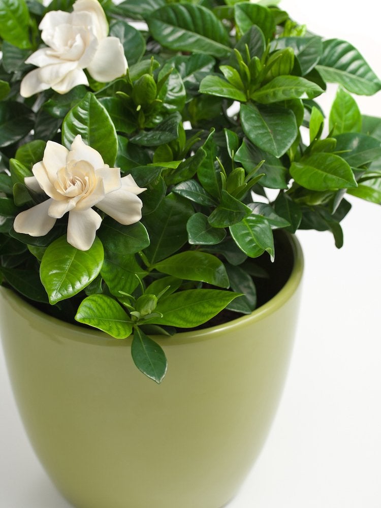 7 Houseplants with Secret Health Benefits