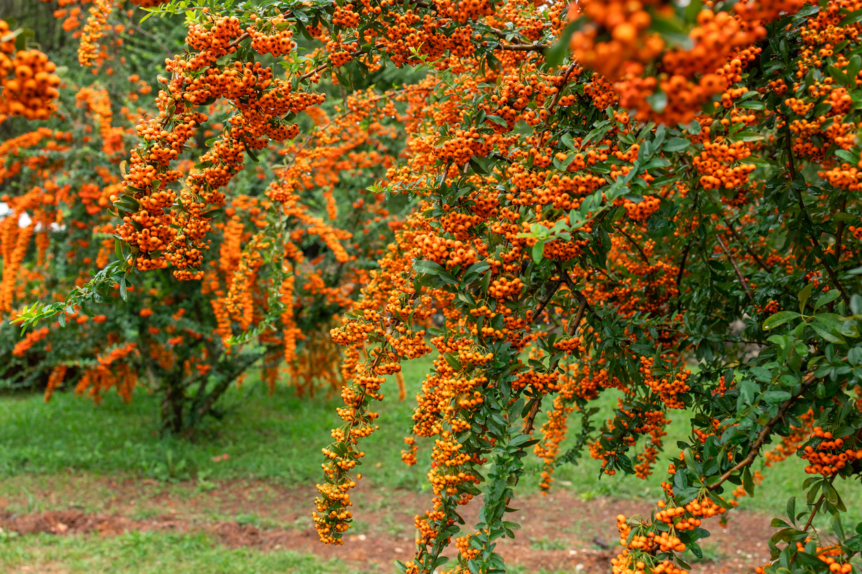 iStock-1457979244 thorny plants pyracantha trees