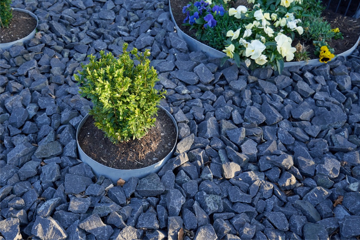 A slate rock garden with several small plants.