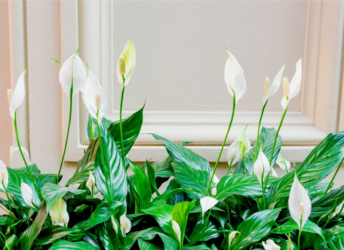 These 11 Plants May Help Keep Your House Cool