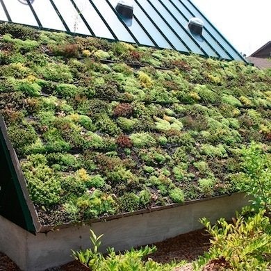 Trending Now:  Green Roofs