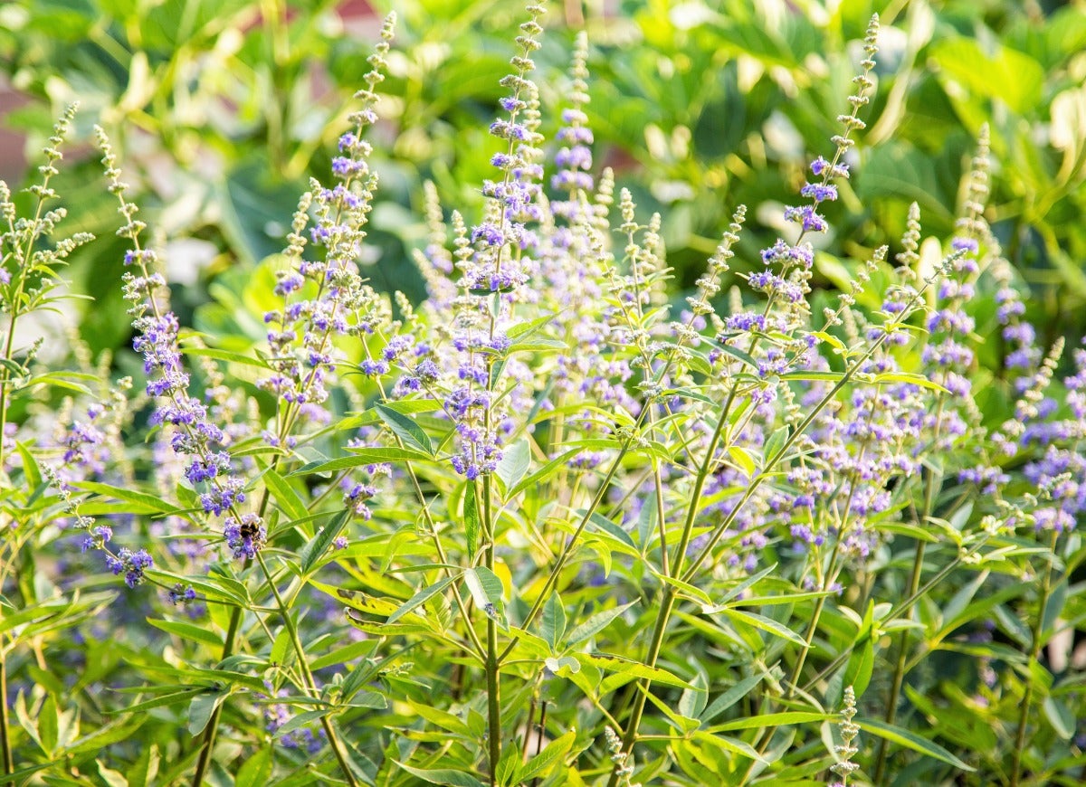 Gros plan d'un arbuste d'arbre gattilier avec des fleurs violet pâle.